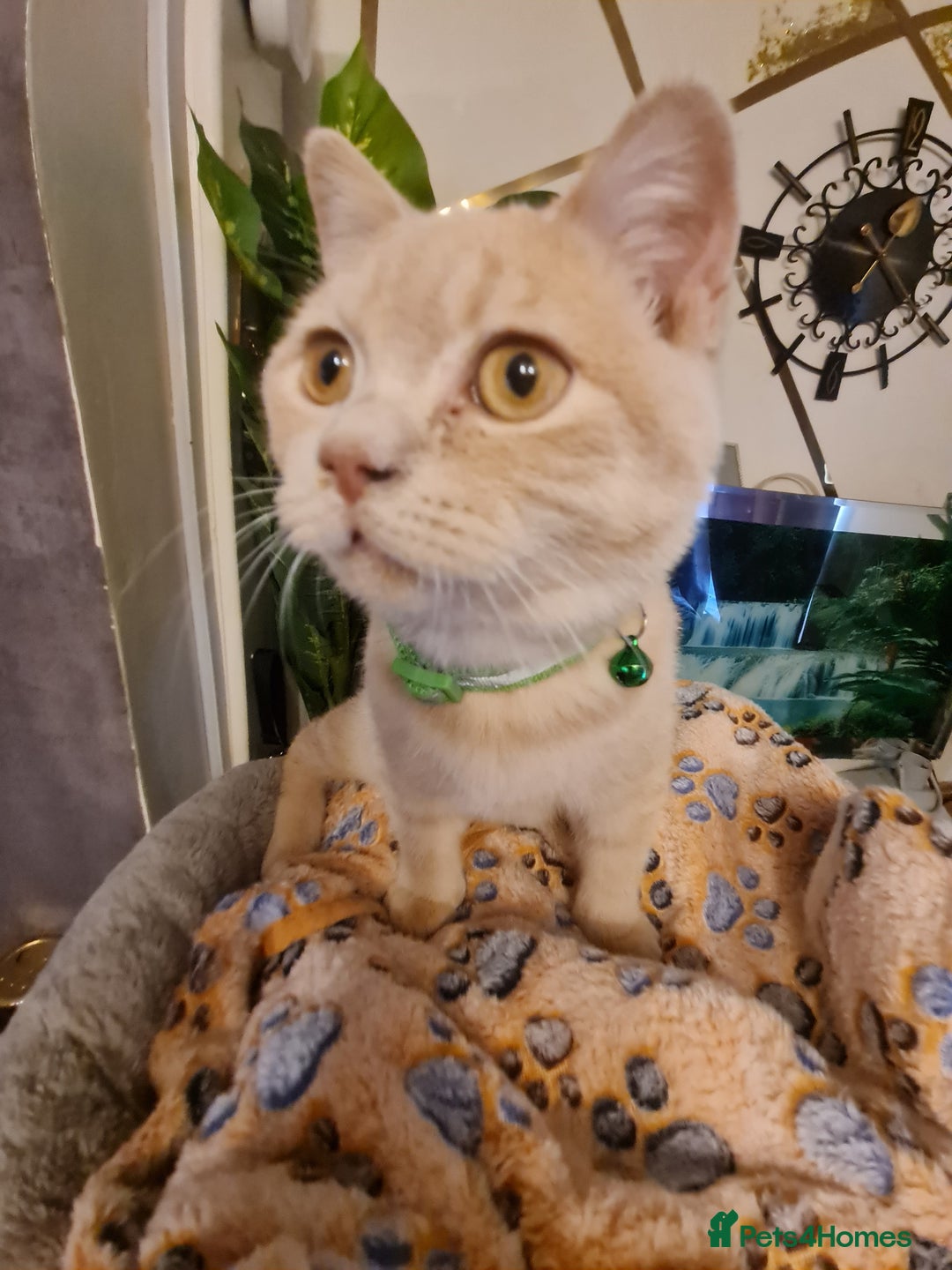 British Shorthair cats for sale: GCCF kittens ready 2 leave now - Advert 8