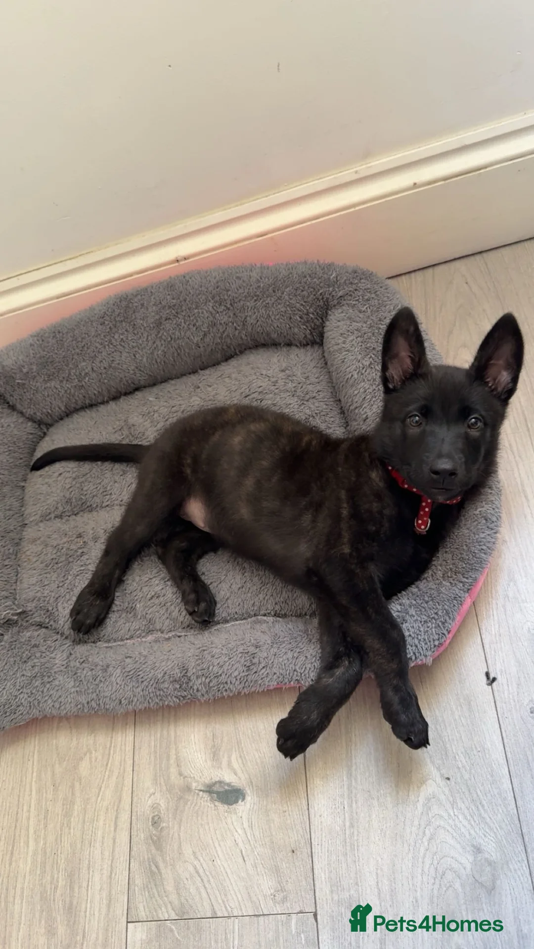 Belgian Shepherd Dog dogs for sale: Dutch shepherd  in Bolton - Advert 2