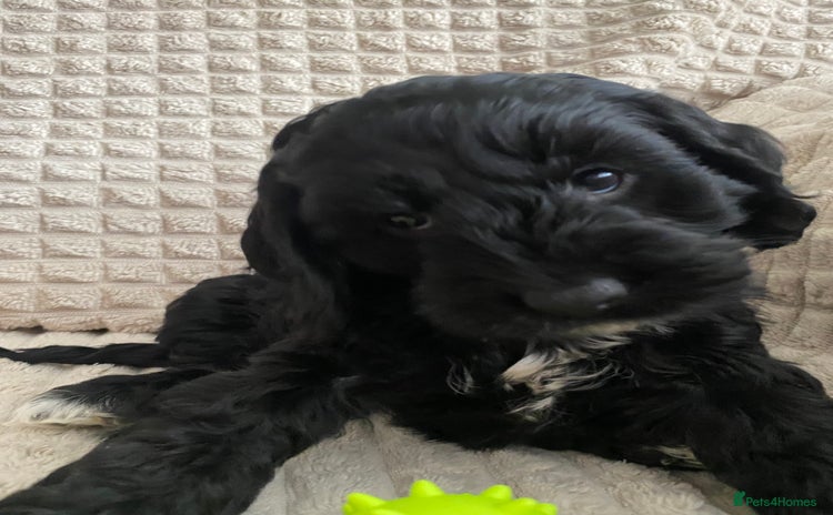 Cockapoo dogs - Advert 1