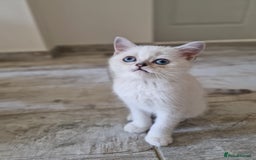 Scottish Fold cats for sale: Schotish straith and fold kittens😻 - Image 17