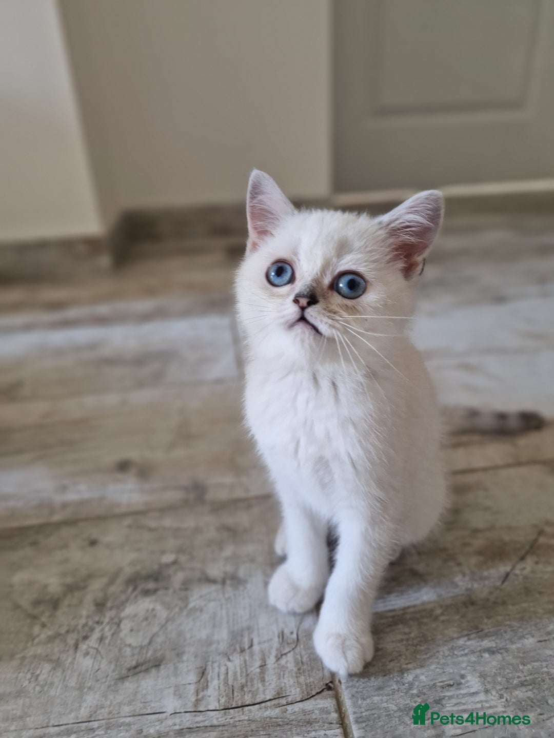 Scottish Fold cats for sale: Schotish straith and fold kittens😻 - Image 17