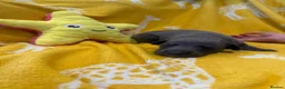 Whippet dogs for sale: Stunning kc reg blue whippet pups  - Advert 4