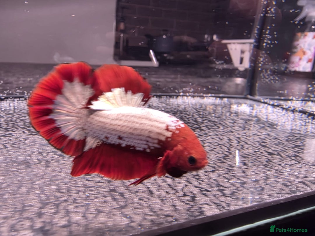 Bettas fish for sale: Betta shipment list for wednesday !!! ⬇️  - Advert 9