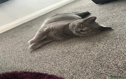 Mixed Breed cats for sale: British Shorthair X - Image 13