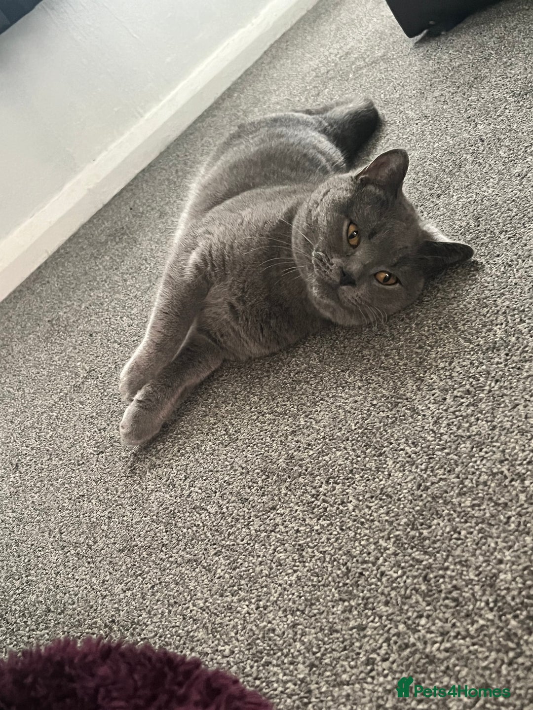 Mixed Breed cats for sale: British Shorthair X - Image 13