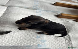 Dachshund dogs for sale: 🐾 Beautiful wired haired Dachshund Puppies - Image 32