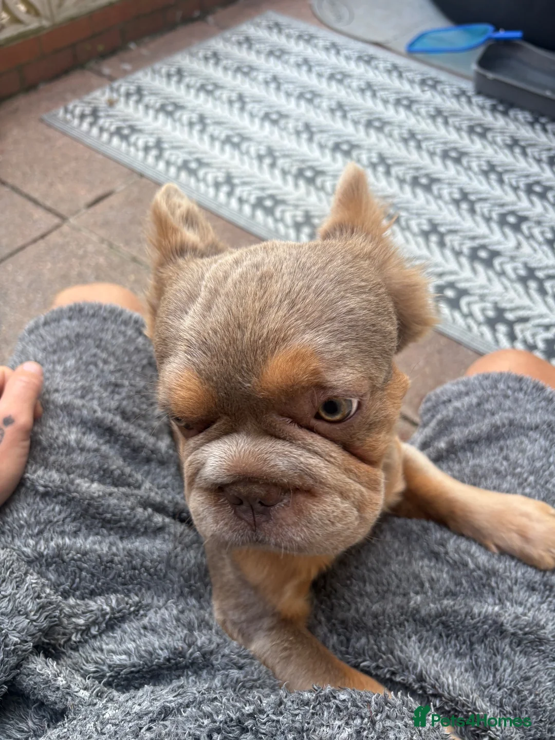 French Bulldog dogs for stud: Fluffy French bulldog  in Fareham - Advert 4