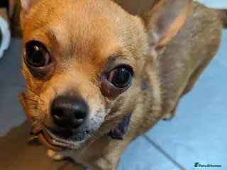 Chihuahua dogs 6year old Chihuahua - Advert 1