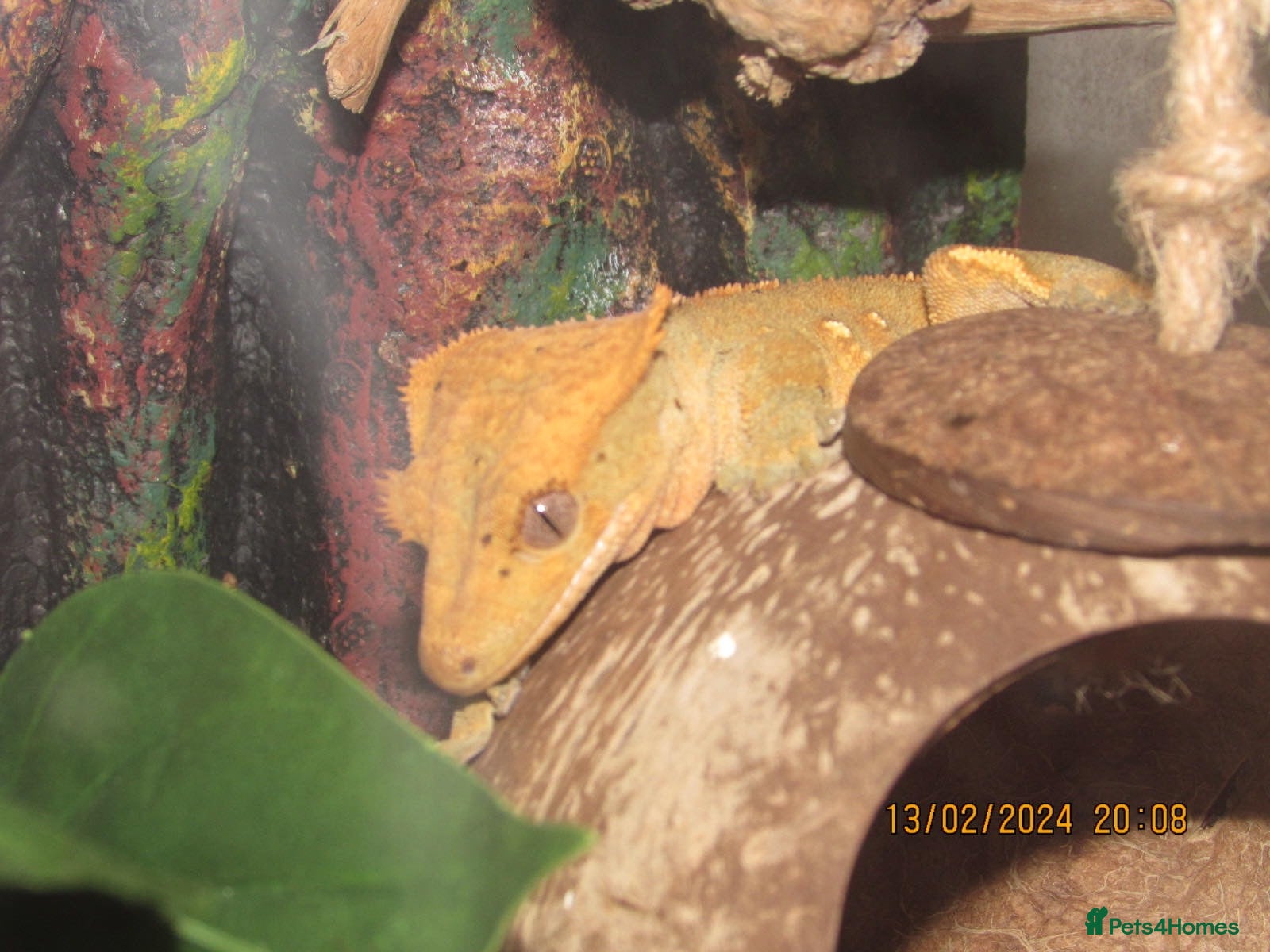 Gecko reptiles Crested Gecko For Sale - Advert 18
