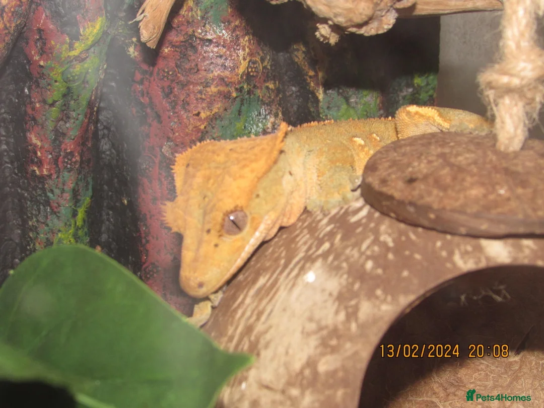 Gecko reptiles for sale: Crested Gecko For Sale - Advert 1