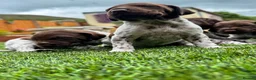 German Shorthaired Pointer dogs for sale: ***STUNNING KC GERMAN SHORTHAIRED POINTERS PUPS*** - Advert 11