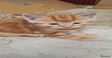 Mixed Breed cats - Advert 11