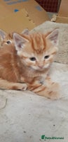 Mixed Breed cats - Advert 11