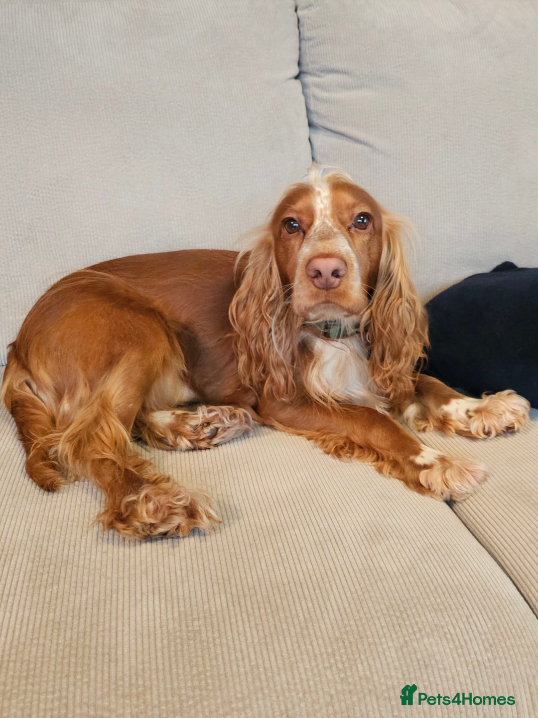 Cocker Spaniel dogs for sale: Amazing 1 year old cocker spaniel boy  - Image 5