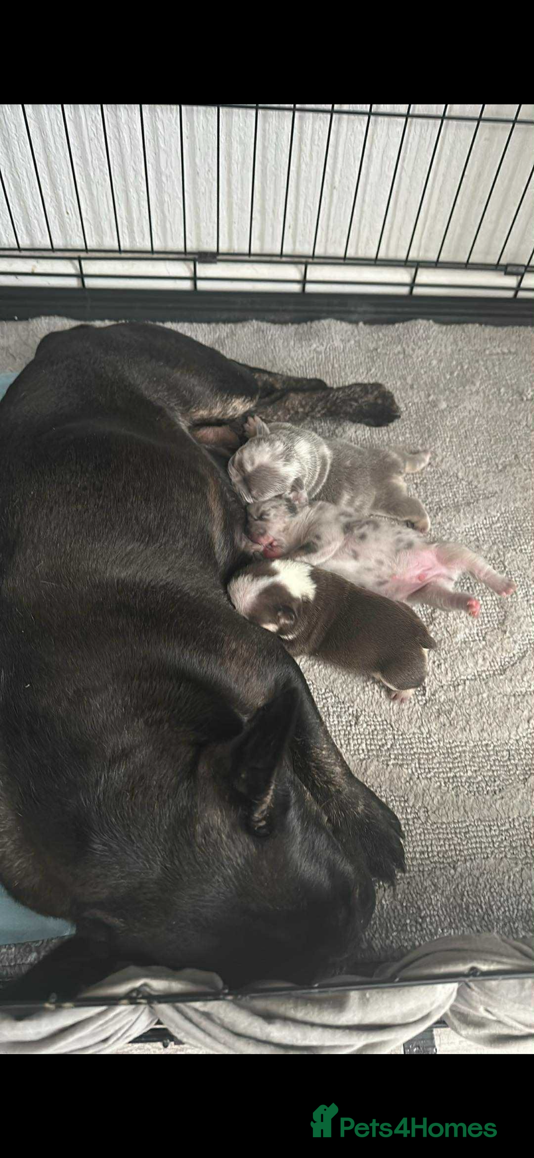 French Bulldog dogs for sale: French bulldog puppies - Image 5