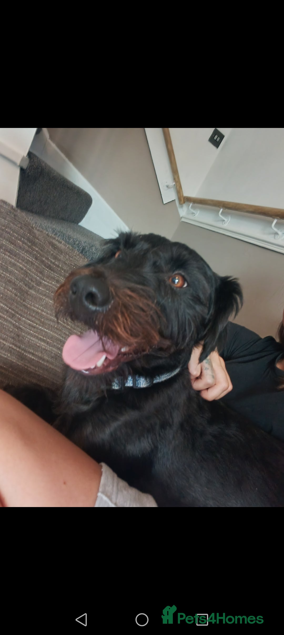 Patterdale Terrier dogs for sale: Patterdale terrier needs loving home  - Image 6