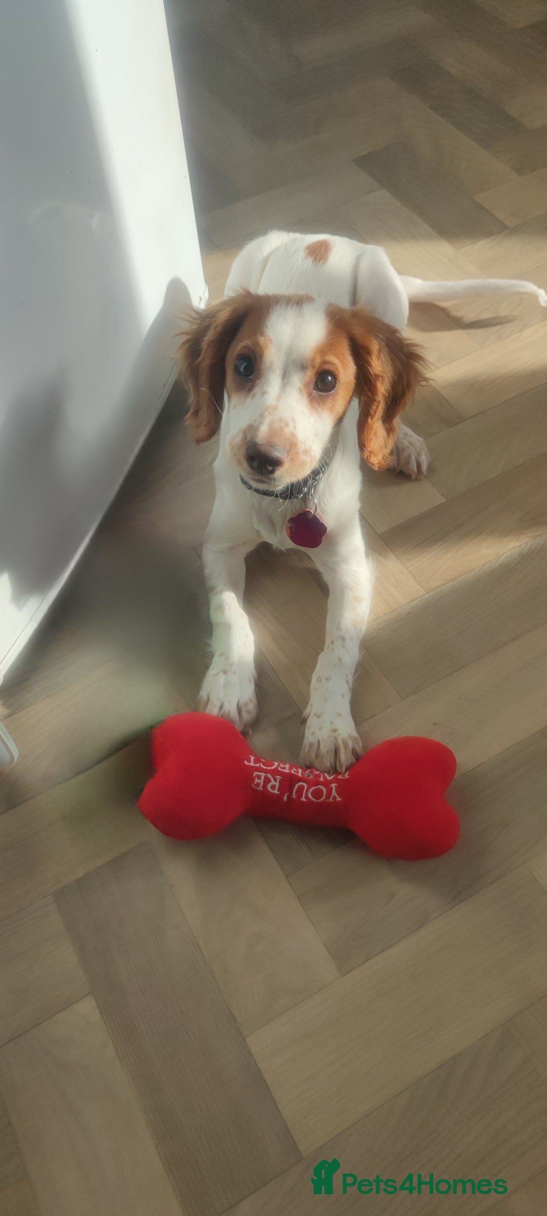 Cocker Spaniel dogs for sale: 1 year old Cocker Spaniel - Advert 5