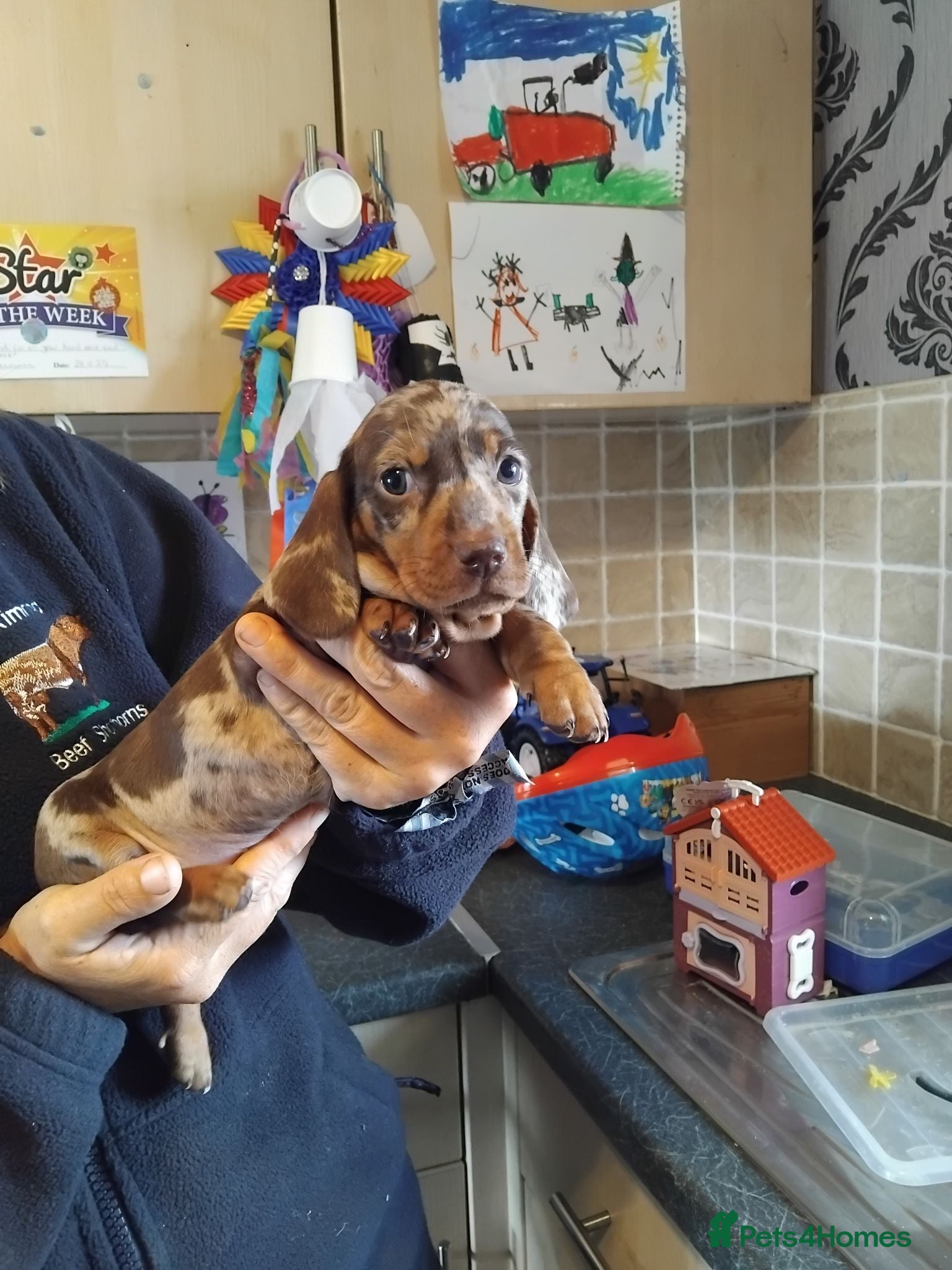 Miniature Dachshund dogs Miniature dashchund puppies  - Advert 1