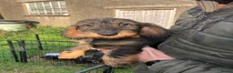 Dachshund dogs for sale: Kennel Club Reg Wirehaired Dachshund Teckel pups - Advert 1