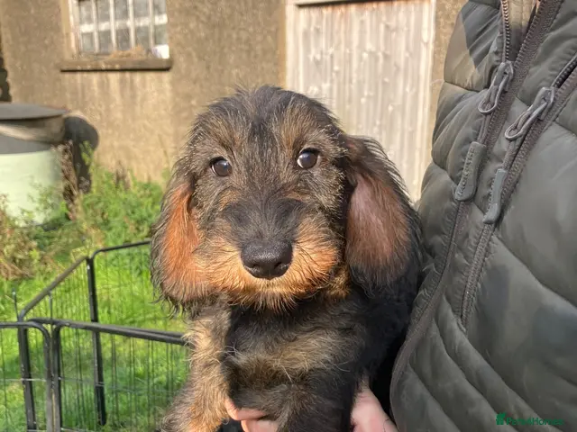 Dachshund dogs for sale: Kennel Club Reg Wirehaired Dachshund Teckel pups - Advert 1