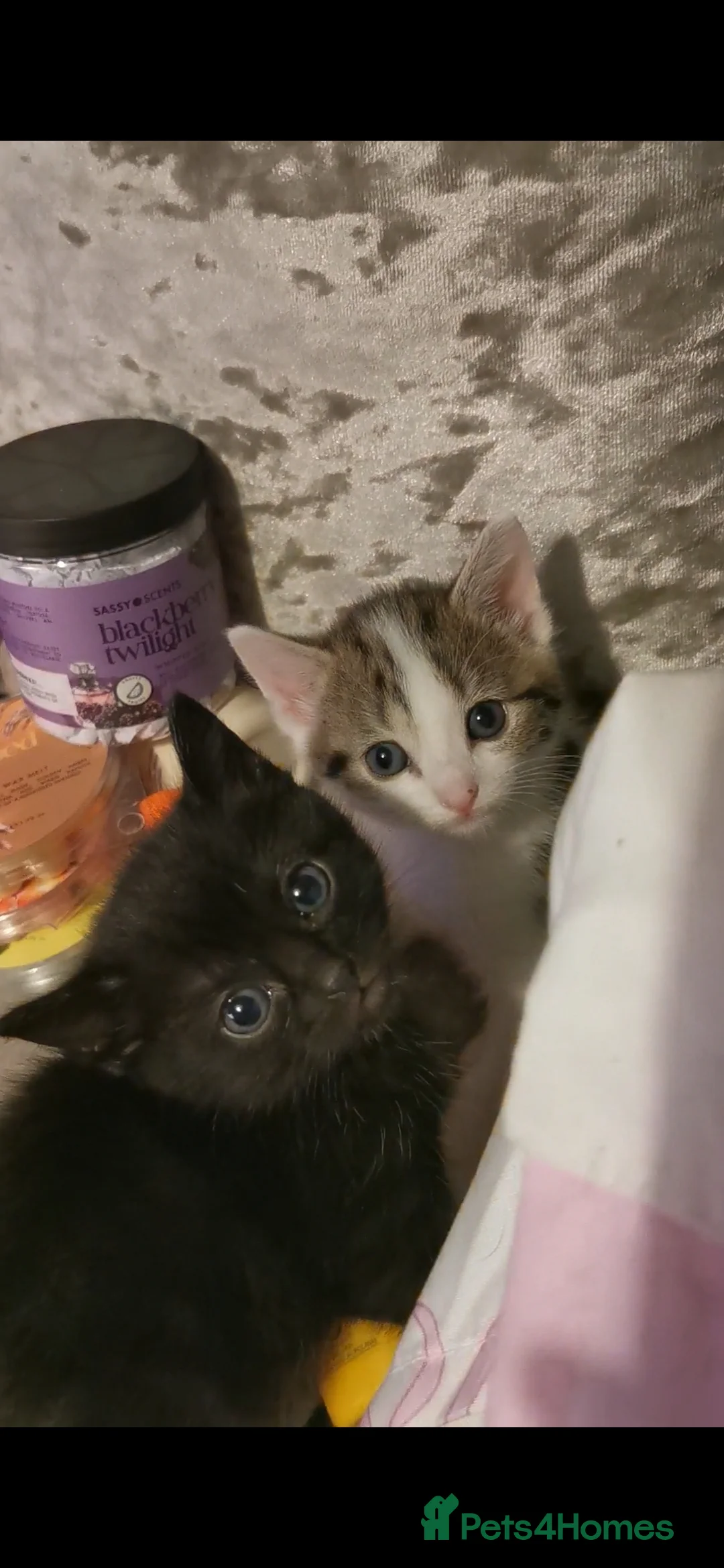 Mixed Breed cats for sale: Kittens for sale  - Advert 12