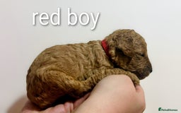 Miniature Poodle dogs for sale: MINIATURE POODLE PUPPIES.   - Advert 30