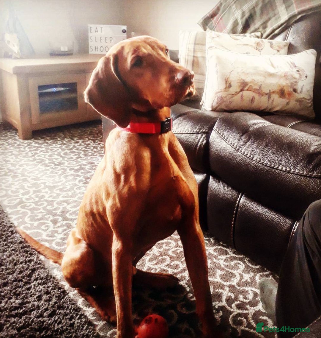 Hungarian Vizsla dogs for sale: Gamekeeper bred KC registered Crufts progeny - Image 8