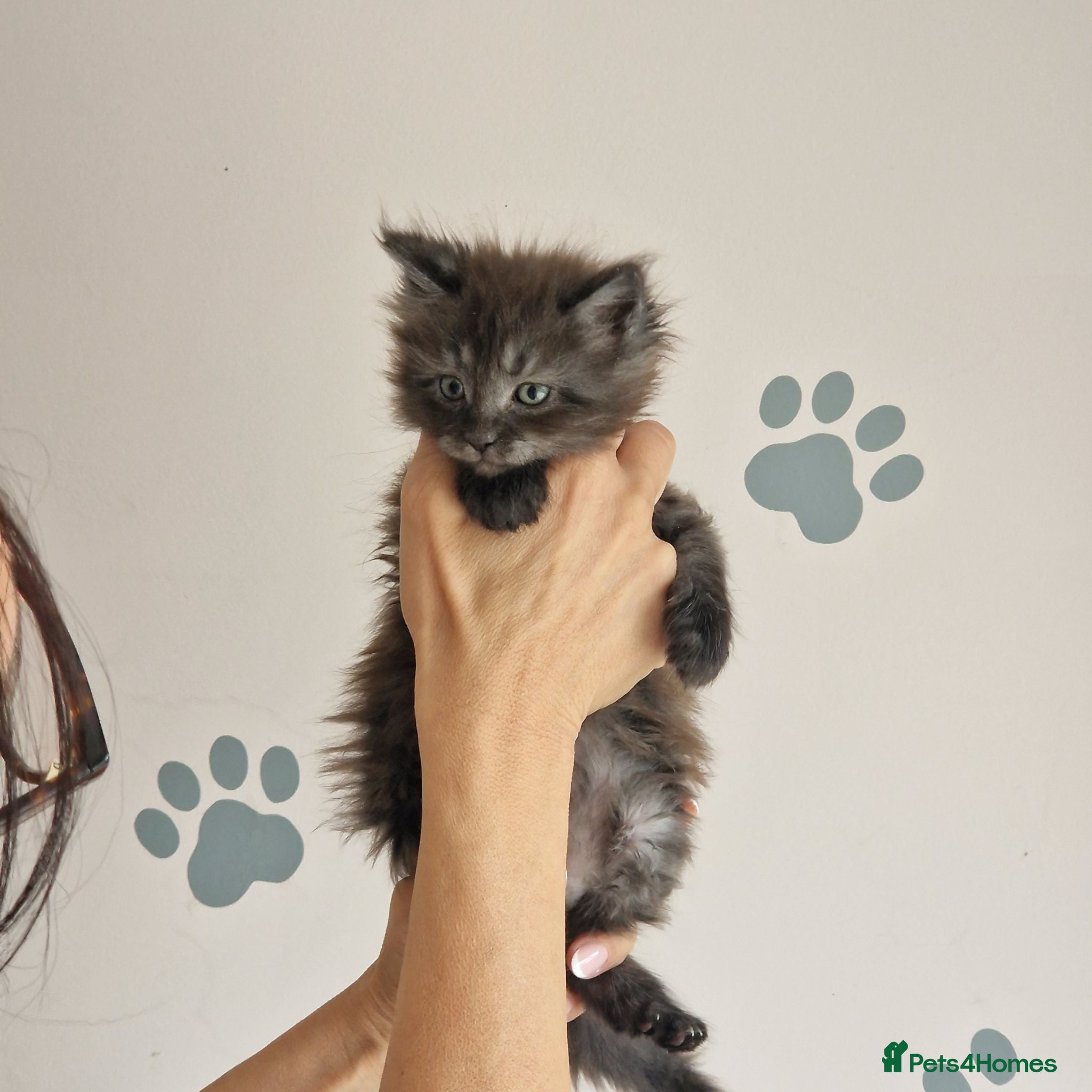 Maine Coon cats Outstanding pedigree mainecoons - Advert 2