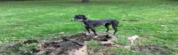 Lurcher dogs for sale: Lurcher pups from working parents - Advert 3