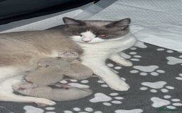 Ragdoll cats for sale: Ragdoll kittens  - Image 3