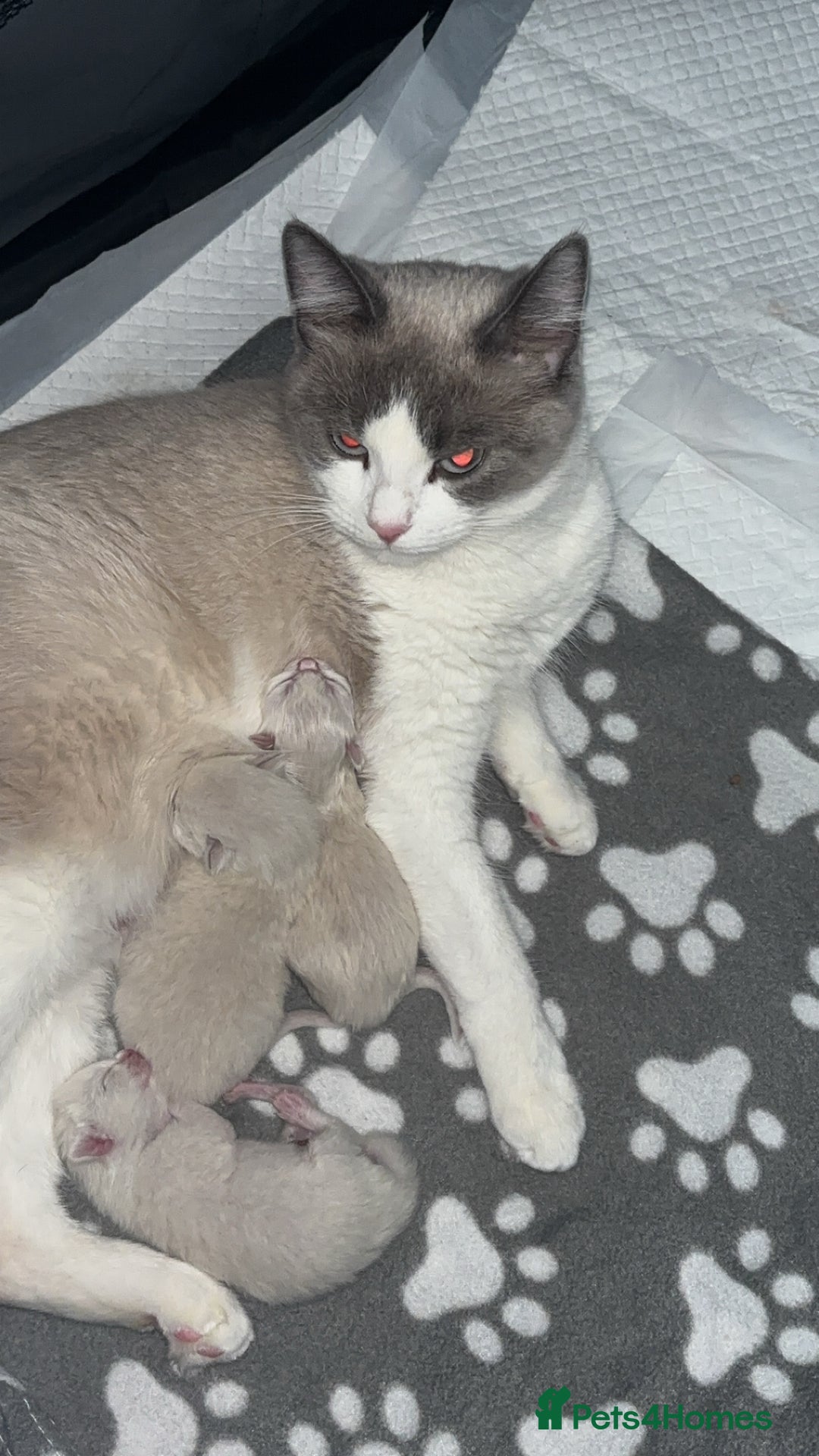 Ragdoll cats for sale: Ragdoll kittens  - Image 3