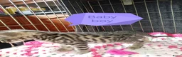 Bengal cats for sale: Bengal Cross kittens  - Advert 22
