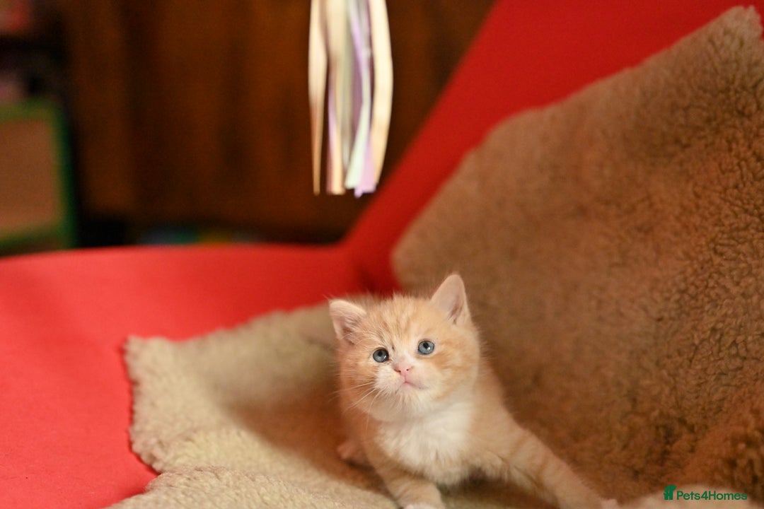 British Shorthair cats for sale: ⭐Rare Cream British Shorthair Boy ⭐  - Image 12