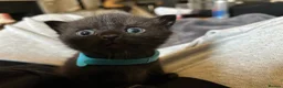 Scottish Fold cats for sale: Ragdoll x Scottish Fold - litter of 4!  - Advert 16