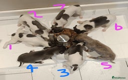 Whippet dogs for sale: Beautiful litter of Whippets - Image 5