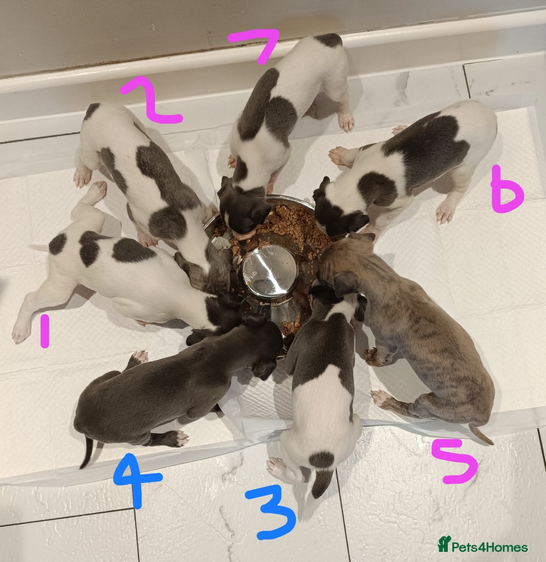 Whippet dogs for sale: Beautiful litter of Whippets - Image 5