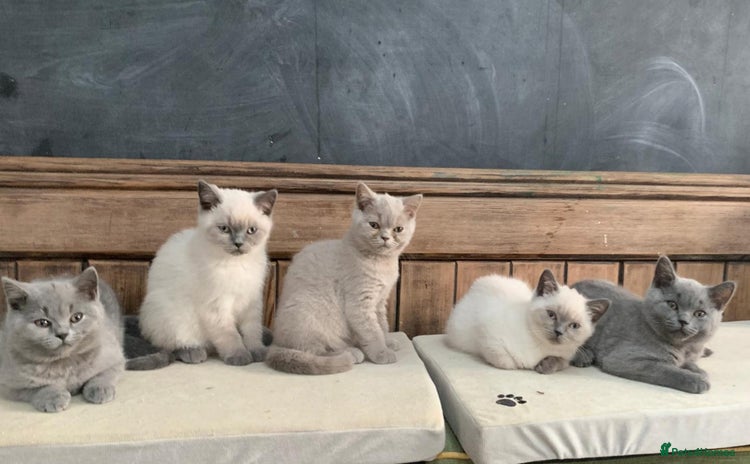 British Shorthair cats - Advert 1