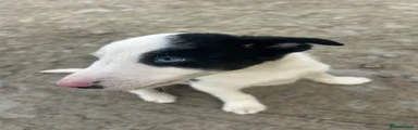 Border Collie 2