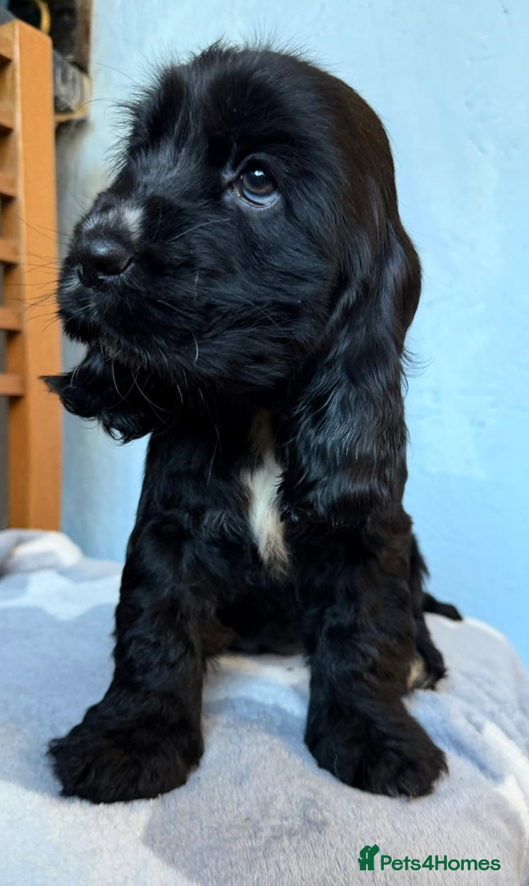 Cocker Spaniel dogs for sale: Show type Cocker Spaniel puppies  - Advert 8