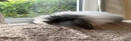 Mini Lop rabbits for sale: Beautiful mini lop baby rabbits  - Advert 19