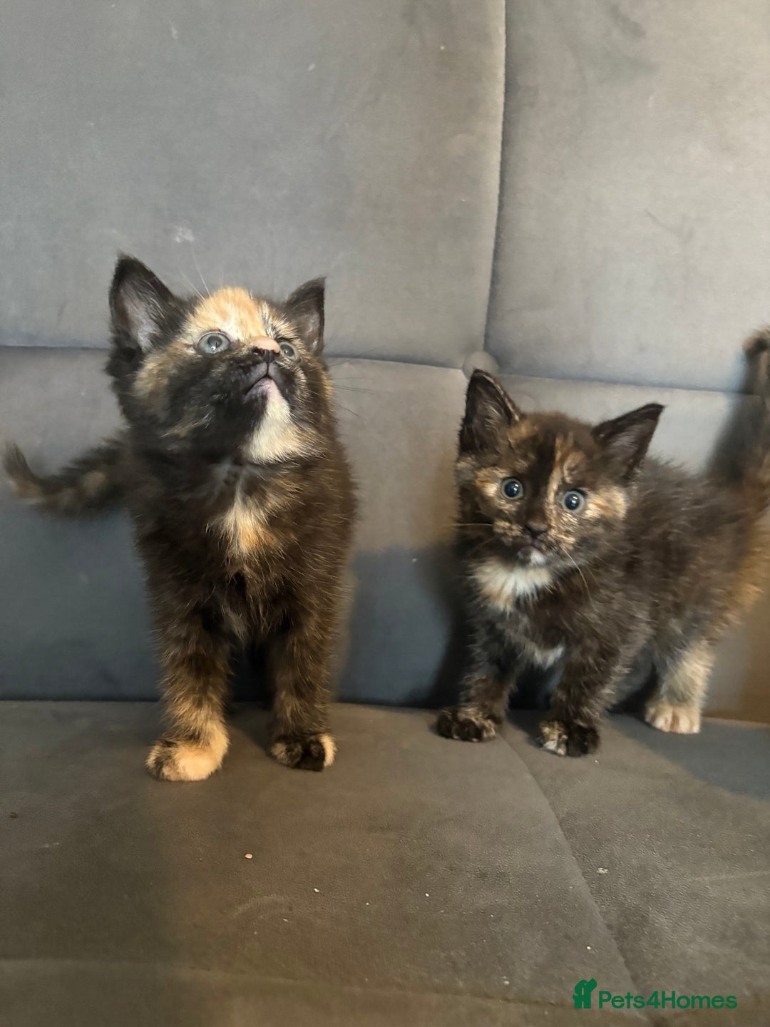Mixed Breed cats for sale: Beautiful Kittens For sale  - Image 3