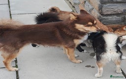 Pomsky dogs for sale: Beautiful chocolate tri Pomsky boy - Image 4