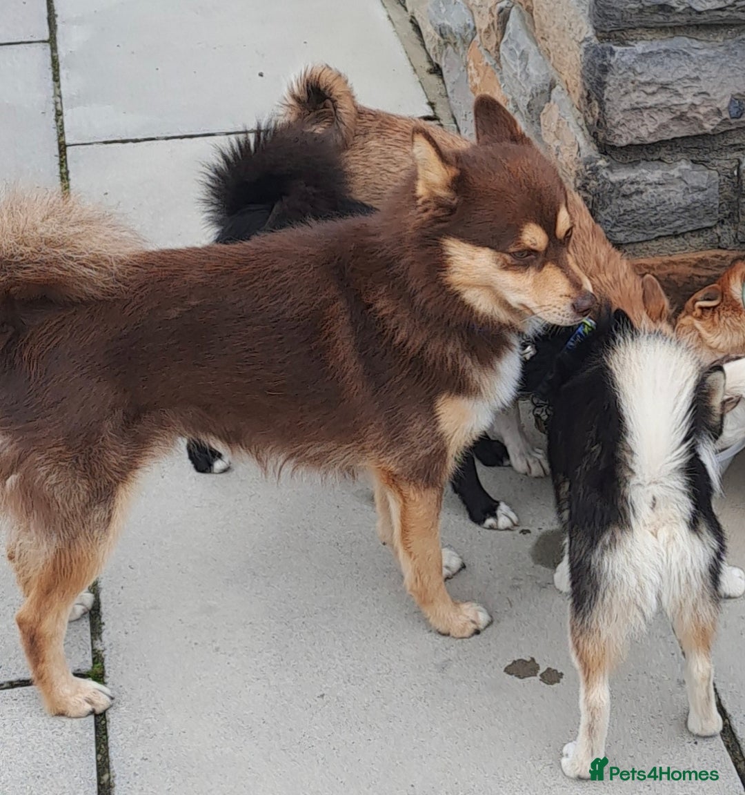 Pomsky dogs for sale: Beautiful chocolate tri Pomsky boy - Image 4