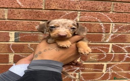 Miniature Dachshund dogs for sale: Miniature dachshunds  - Image 8