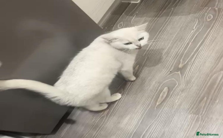 British Shorthair cats BSH Girl for rehoming - Advert 1