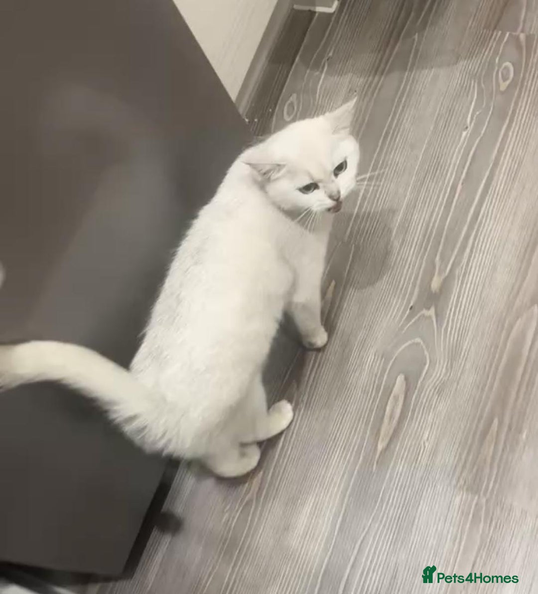 British Shorthair cats for sale: BSH Girl for rehoming - Advert 1