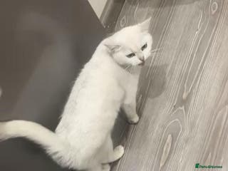 British Shorthair cats BSH Girl for rehoming - Advert 12