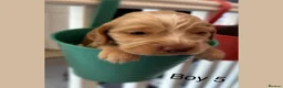 Cocker Spaniel dogs for sale: 💙7 BEAUTIFUL BOY PUPPIES. 3 WEEKS OLD💙 - Advert 13
