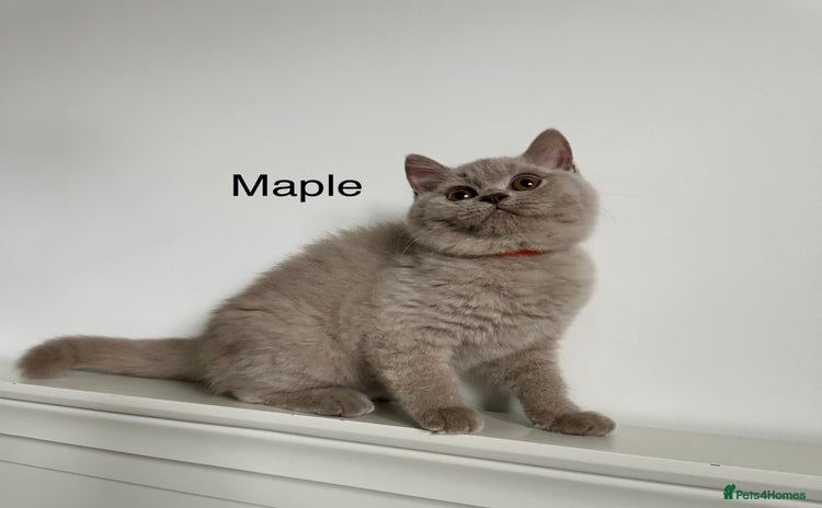 British Shorthair cats - Advert 13