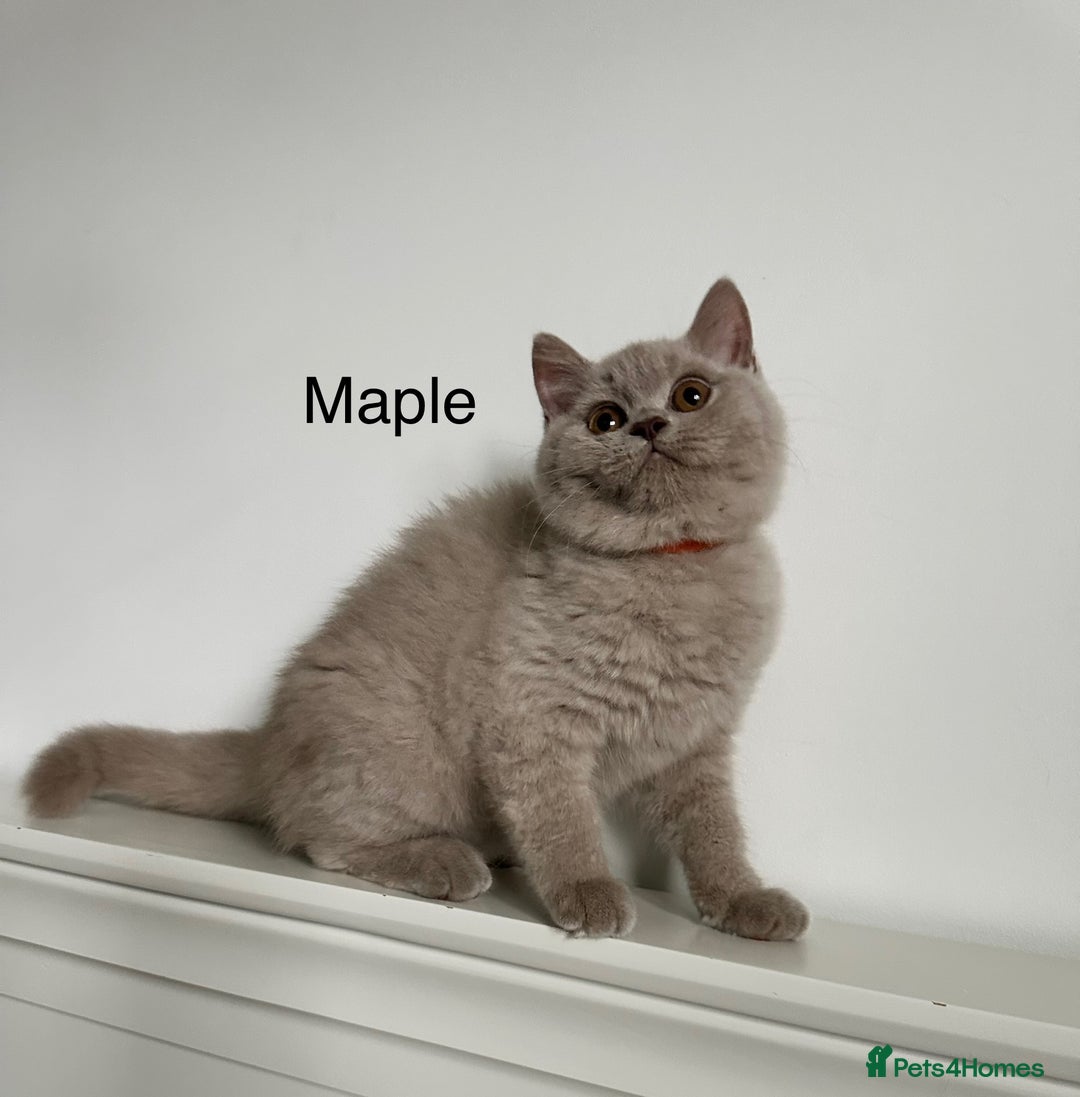 British Shorthair cats for sale: Ready🏡British Shorthair Chuky Kittens - Image 1